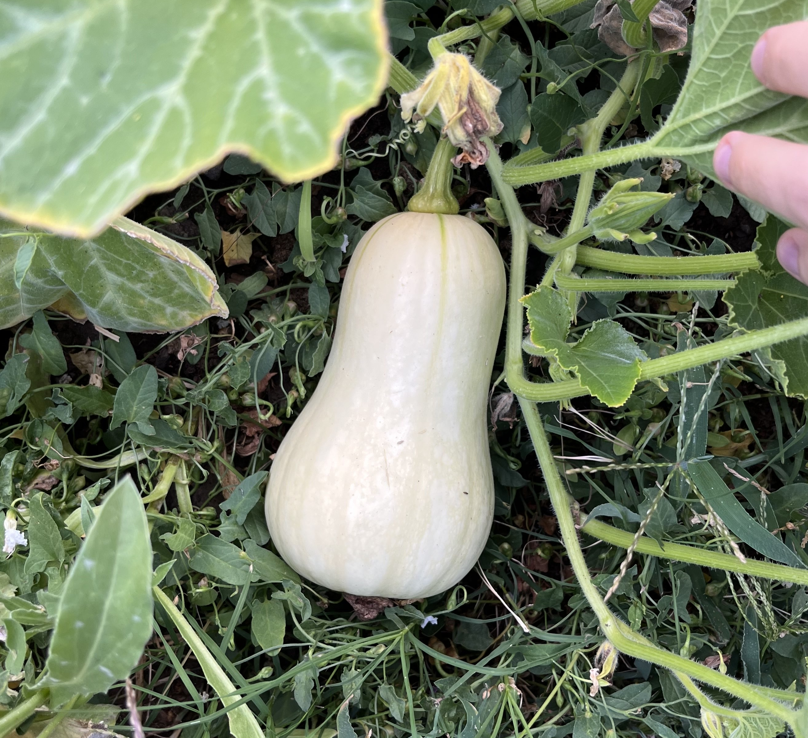 Cropped Squash